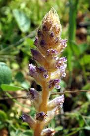 Image result for Orobanche