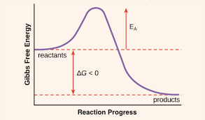 Activation Energy Article Enzymes Khan Academy