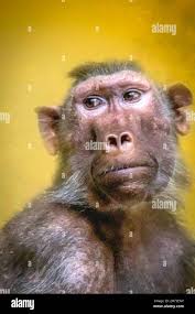 Isolated close up portrait of a baboon monkey- Israel Stock Photo
