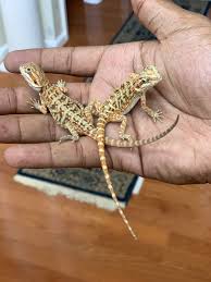For sale what to look for in a healthy lizard and buying one from a pet store, reptile show, or online breeder. Bearded Dragon Reptiles For Sale Bowie Md 301974