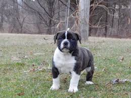 Bulldogs are arguably the highest maintenance breed of dog, being predisposed to a variety of medical conditions requiring specific and expensive care. Pin On Puppies For Sale