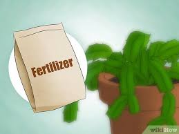 Where can i buy the christmas cactus plant? How To Care For A Christmas Cactus 14 Steps With Pictures