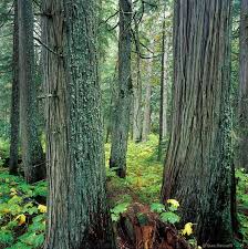 Old growth cedar is all but depleted in the united states and canada and alaska's remaining old growth forests are the subject of an. 4043 Old Growth Hemlock And Cedar Forest Revelstoke National Park Cedar Forest Forest Old Trees