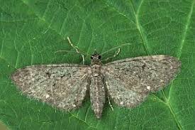 Image result for Eupithecia tripunctaria