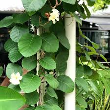 Found A New Favourite Climber Today In Tropical Brisbane The Frangipani Vine Frangipani Vines Plant Leaves
