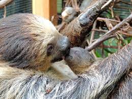 two toed sloth hangs out with mom at franklin park zoo