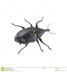 Insecte Noir Avec Les Points Jaunes Sur Un Fond Blanc Photo Stock Image Du Insecte Avec 65150574