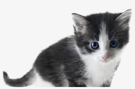 They come in 7 blues + b&w. Kittens Transparent White Black And White Kitten Png 849x518 Png Download Pngkit