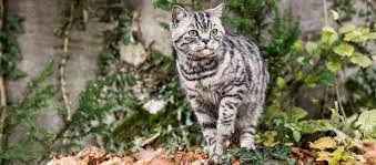 Das ortsgedächtnis und der orientierungssinn von katzen sind oftmals eine meldung in tageszeitungen wert. Katzen Als Freiganger Tipps Infos Fressnapf