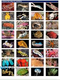 indonesia coral reef guide released wetpixel com