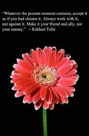 Quote Of The Week Eckhart Tolle Anali S Next Amendment Quote Of The Week Daisy Quotes Quotes