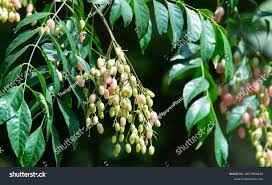 Image result for Clausena