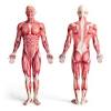 The spinal cord, which controls over 10 billion nerve cells, is less than two feet in length and its diameter is same as that of the index finger. 1