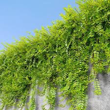 Image result for Phyllanthus