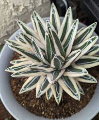 Image result for Selago albomarginata