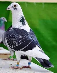 Pin By Halil Calisir On Yaris Posta Guvercini In 2020 Pigeon Pictures Pigeon Breeds Pigeon Bird