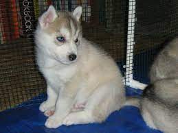 Why buy a husky puppy for sale if you can adopt and save a life? How To Buy A Siberian Husky Puppy