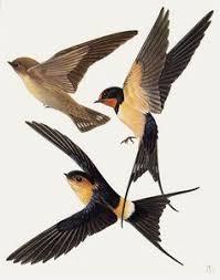 Bird With Wings Spread Images Pin Em Pics For Bedroom