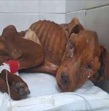 Animals - Trapped, starving, and forgotten… She can't stand. She can't cry.  But somehow, she's still fighting to live. 💔🐾 | Facebook