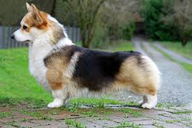 These herding dogs are popular with horse owners the world over. Connor Ch Afara Calico Pony Afara