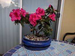 These flowers can be grown in most orchid potting medias, such as the bark of trees or charcoal. My Azalea Bonsai Is Blooming Bonsai