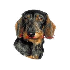 Image result for jezevčík drsnosrstý