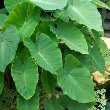 Find where this species is invasive in the. Mammoth Elephant Ear Premium Caladium Bulbs Lively Root