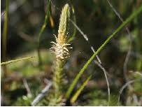 Image result for Lycopodiella caroliniana