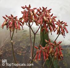 Image result for Hypericophyllum