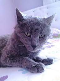 Gri Profil Sayfasi 259 Petozel Com Kedi Gri