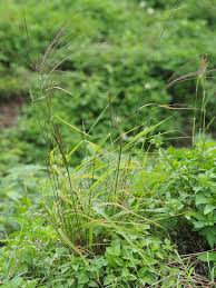 Image result for Enteropogon