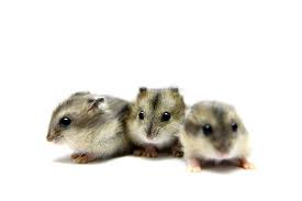 What Types Of Hamster Live Together Best Getting A Hamster Hamsters Guide Omlet Uk Official account just porn, no bullshit join for free. what types of hamster live together