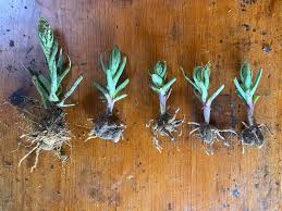 Image result for Cissus schmitzii