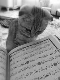 Cat Listening To The Quran Cute Animal Quotes Cute Love Cartoons Islamic Phrases