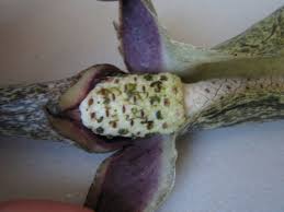 Image result for Gonatopus clavatus