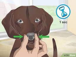3 Ways To Stop Reverse Sneezing In Dogs Wikihow Pet