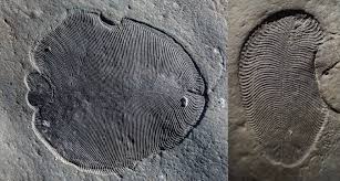 Traces, texas, a subdivision in unincorporated harris county, texas, usa. Cholesterol Traces Suggest These Mysterious Fossils Were Animals Not Fungi Science News