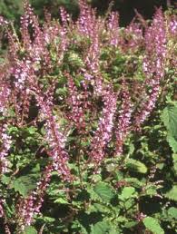 Image result for Plectranthus fruticosus