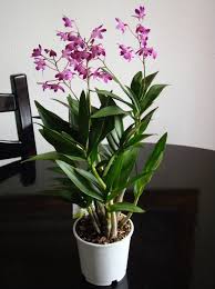 Prodotti simili in altre categorie Quali Sono I Fiori Chiamati Orchidee Le Specie Piu Brillanti Di Orchidee Domestiche