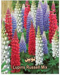 Image Result For Winter Flowers In Pakistan Blue Flowers Garden Blue Plants White And Blue Flowers
