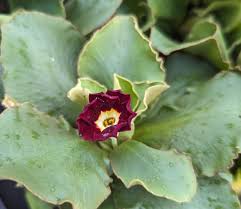 Image result for Primula x pubescens
