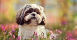 Check spelling or type a new query. Jack Russell Cross Shih Tzu The Jack Tzu