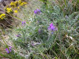 Image result for Oxyrhachis