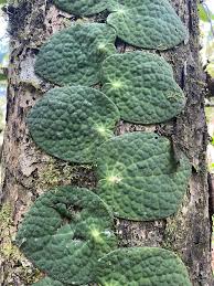 Image result for Radinosiphon leptostachya