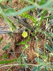 Image result for Xenostegia tridentata