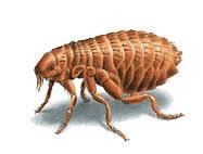 Replacing the carpet in your home is also another good option to ensure the next inhabitants of your home are. Flea Control Prevent Manage Flea Infestation Orkin