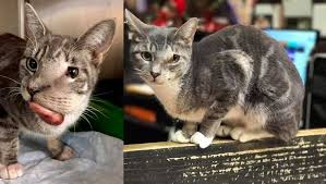 Bengals may be the shortest living cat breed, with an average lifespan of only. Cat With Huge Face Tumor Saved From Death Row Gets Surgery And A New Life Cattime
