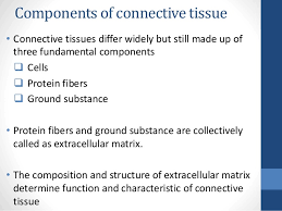 Connective Tissues