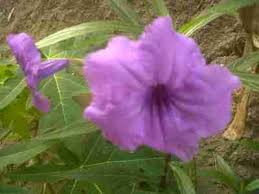 Karena kalau buah keringnya dimasukkan ke/diberi air di pekarangan saya, terdapat bunga ruellia warna putih, ungu dan pink. Bunga Warna Ungu Catatan Perjalanan Yusuf Iskandar