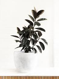 Rubber plants are watered as most indoor plants are: Rubber Plant Ficus Elastica Decora Burgundy Interior Jungle